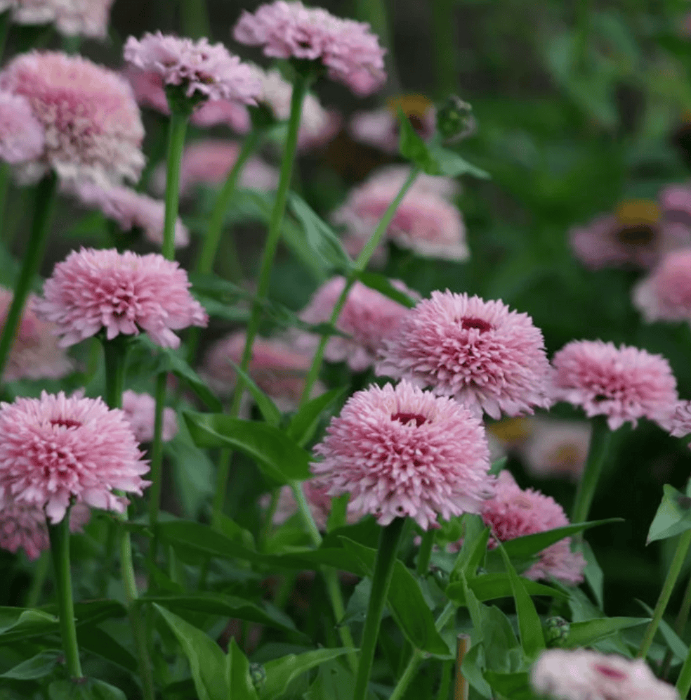 Zinderella Lilac Zinnia Seeds - Cut Flower Garden in Oklahoma Zone 6 and Zone 7